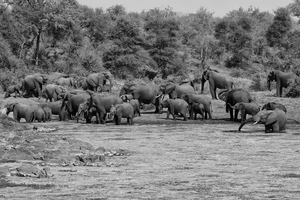 Herd of elephants — Stock Photo, Image