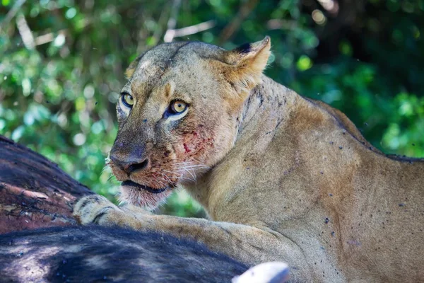 Une lionne mangeant un buffle dans le lac de nakaru Kenya — Photo