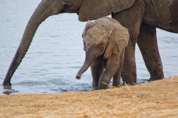 Теля слона в національному парку Хванге — стокове фото