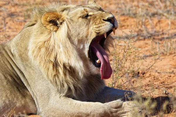 Oroszlán, ásítás, kgalagadi nemzeti park, Dél-afrikai Köztársaság — Stock Fotó