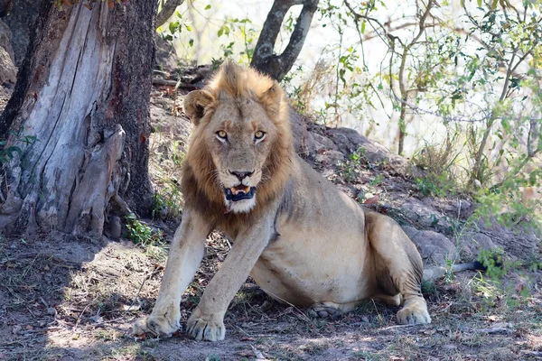 Un lion très impressionnant me regarde — Photo