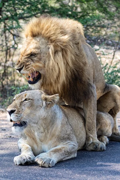 Спаровування левів у національному парку Крюгер — стокове фото