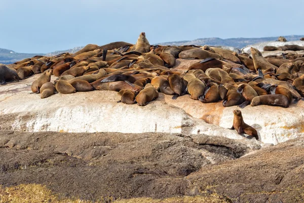 Een kolonie zeehonden bij duiker island — Stockfoto