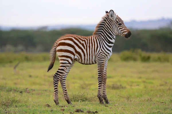 Zebra recém-nascida no lago Nakuru kenya — Fotografia de Stock