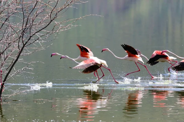 Flamingoes at bogoria lake kenya — Stock Photo, Image