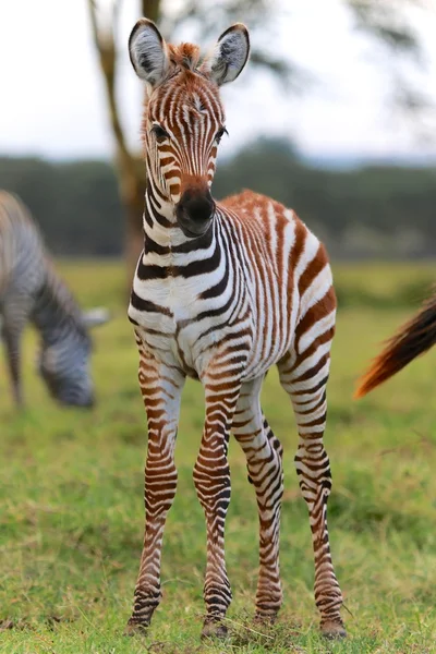 Jeune zèbre au lac nakuru kenya — Photo