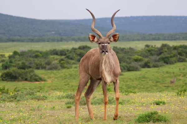 Grand kudu en addo elefante park sur africa —  Fotos de Stock
