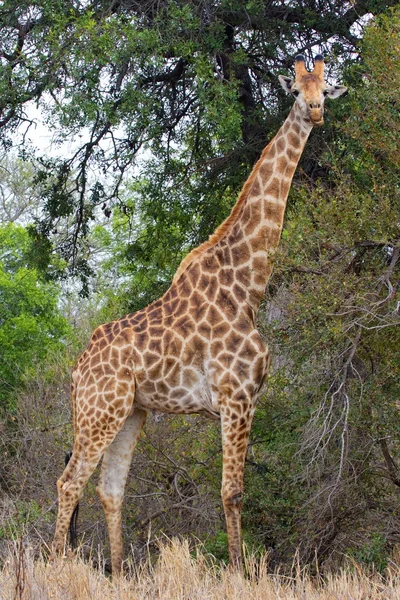 Giraffe kijken naar me op kruger nationaal park Zuid-Afrika — Stockfoto