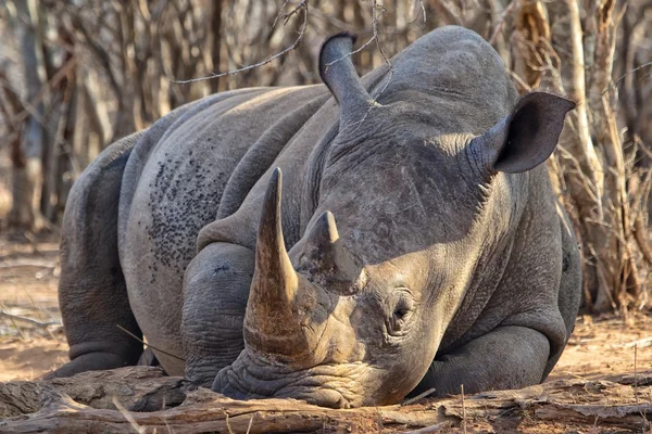 Rinoceronte branco dormindo no mato no parque nacional de Kruger — Fotografia de Stock