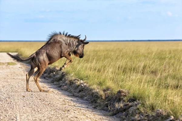 antilop etkin, atlama