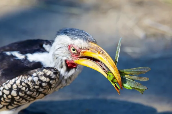 Una corneta amarilla del sur comiendo un saltamontes —  Fotos de Stock