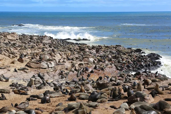 Foche di pelliccia mantello croce namibia — Foto Stock