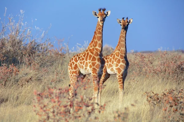 Girafas muito jovens em etosha — Fotografia de Stock