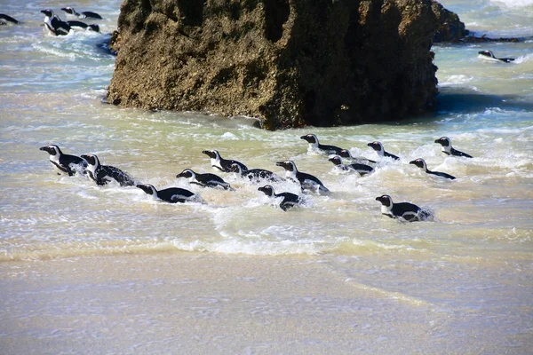 Penguenler kaya Plajı'nda — Stok fotoğraf