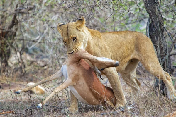 Eine Löwin hat gerade eine Impala getötet — Stockfoto