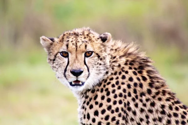 En ung cheetah i kgalagadi gränsöverskridande nationalparken Sydafrika — Stockfoto