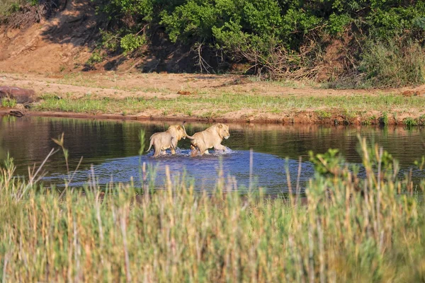 Los hermanos de dos leones cruzan un camino —  Fotos de Stock