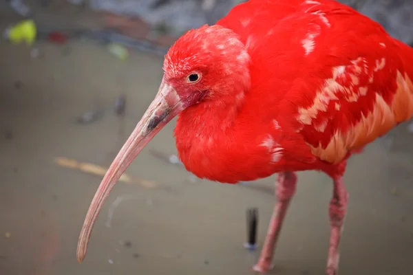 Portrét červený ibis — Stock fotografie