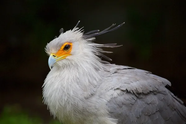 Belle secrétaire oiseau à etosha — Photo