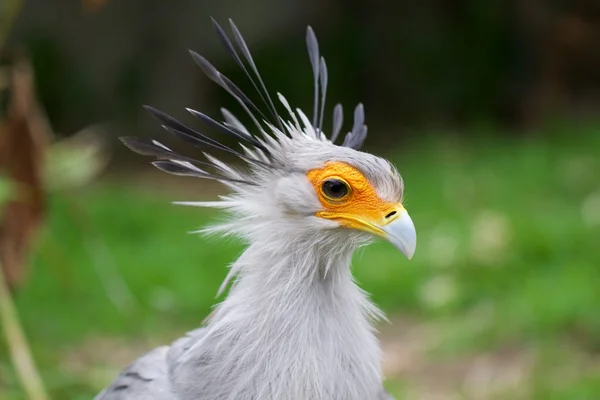 Geweldige secretaris zangvogels etosha — Stockfoto