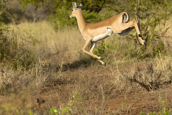 Saltando impala a kruger — Foto Stock