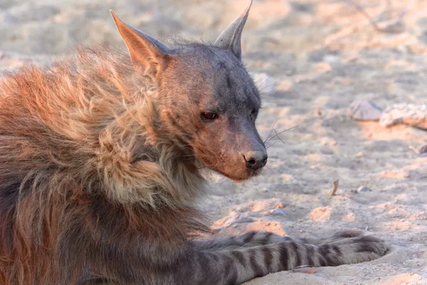 Bruine hyena bij zonsondergang — Stockfoto