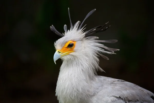 Retrato de un pájaro secretario —  Fotos de Stock