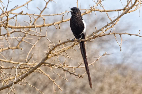 Skata törnskata på kruger national park, Sydafrika — Stockfoto