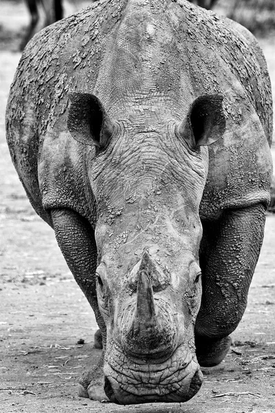 Un rhinocéros qui vient vers moi — Photo