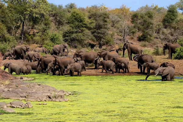 大象群 — 图库照片