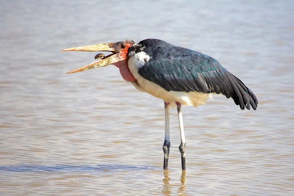 Cegonha marabou comendo uma tartaruga — Fotografia de Stock