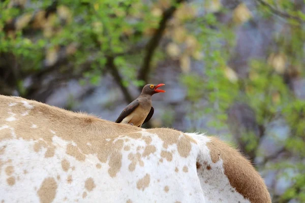 Oxpecker chantant sur le dos d'une vache au lac Bogoria kenya — Photo