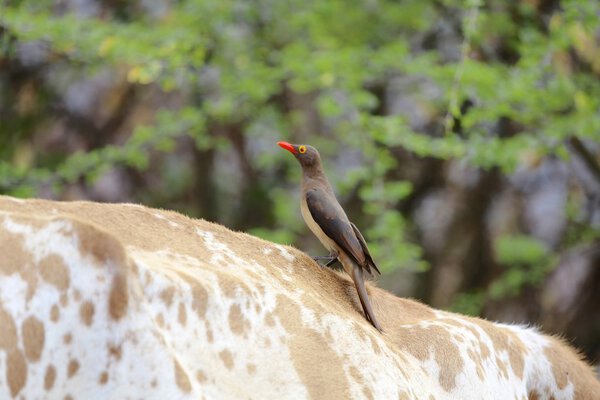 oxpecker on the back of a cow at bogoria lake