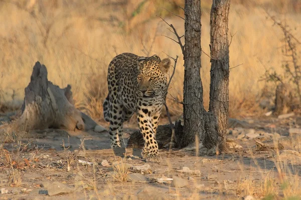 Leopardo caminhando calmamente no parque nacional de etosha namibia — Fotografia de Stock