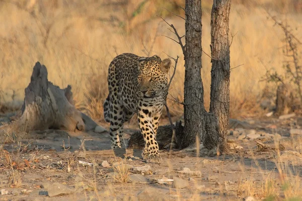 Léopard marchant tranquillement au parc national etosha namibia — Photo