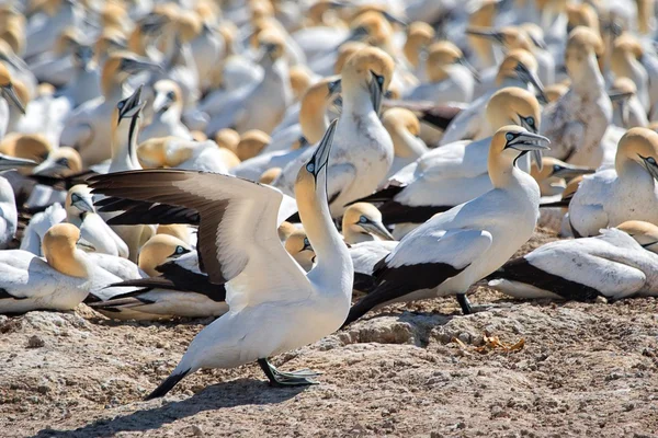 Güney Afrika Cape gannet, Batı Yakası milli park