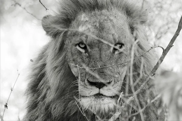 Ritratto di un leone maschio arrabbiato al parco nazionale Kruger Sud Africa — Foto Stock