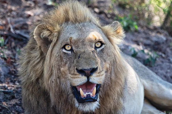 Retrato de um leão macho zangado no parque nacional Kruger — Fotografia de Stock