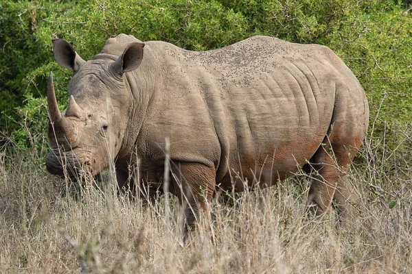 Rinoceronte branco maciço no parque nacional de Kruger África do Sul — Fotografia de Stock
