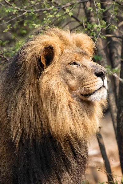 Ritratto di un enorme leone maschio nel parco nazionale del Kruger Sud Africa — Foto Stock