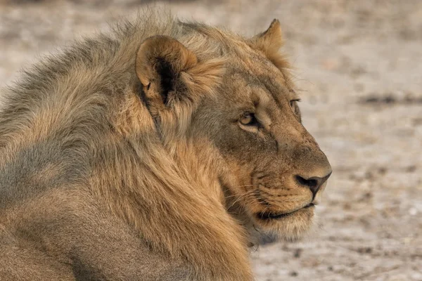 Een leeuw liggen in de buurt van de weg bij etosha Namibië ten zuiden van Afrika — Stockfoto