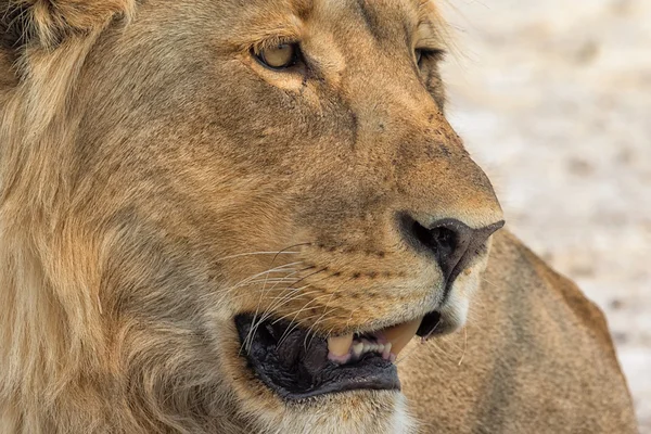 Portret ogromny mężczyzna lwa w Republice Południowej Afryki etosha national park — Zdjęcie stockowe