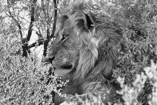 Portrait of a male lion at kgalagadi transfrontier park south africa — Stock Photo, Image