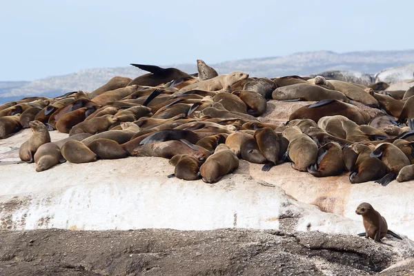 Uma colónia de focas de peles na ilha de Duiker África do Sul — Fotografia de Stock