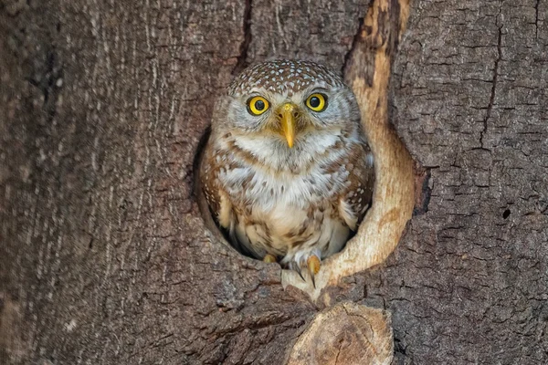 Very cute little owl in a tree in south africa — Stock Photo, Image