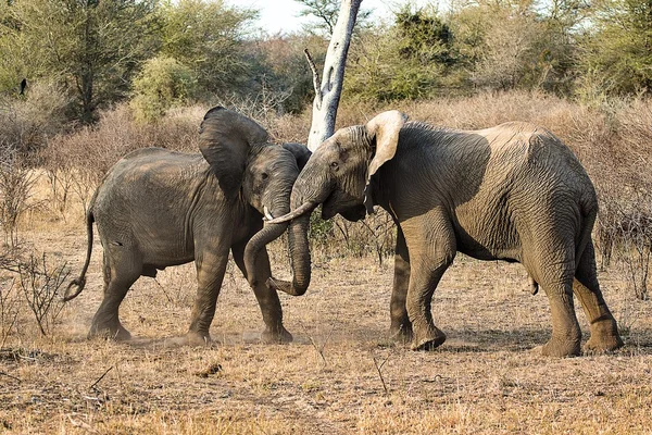 Kaksi nuorta norsua leikkimässä Krugerin kansallispuistossa Etelä-Afrikassa. — kuvapankkivalokuva