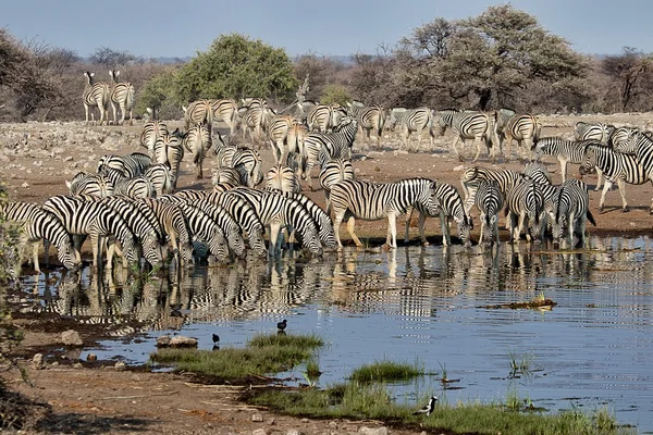 Manada de cebras bebiendo en un pozo de agua un parque nacional etosha namibia —  Fotos de Stock