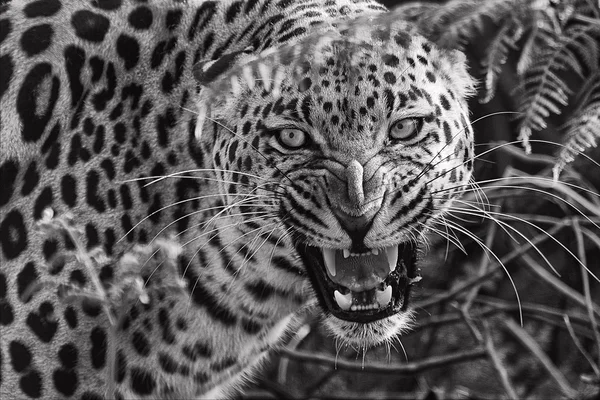 在埃托沙国家公园纳米比亚豹 — 图库照片