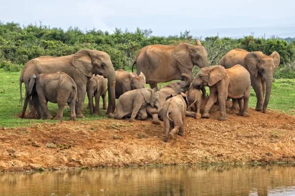 Herd of elephants near a waterhole at addo elephant park Stock Photo