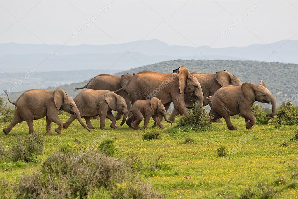 Elephants running at addo elephant park south africa — Stock Photo